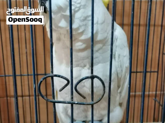 ببغاء كوكاتو