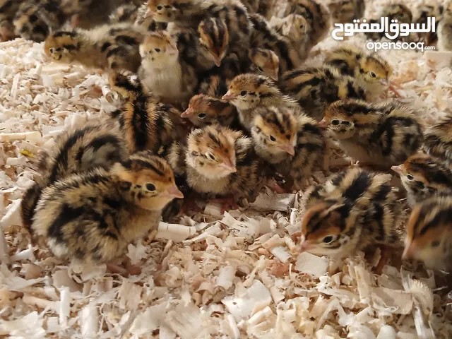 متوفر لدينا صوص فري عمره يومين  متوفر كميات لصحاب المشاريع