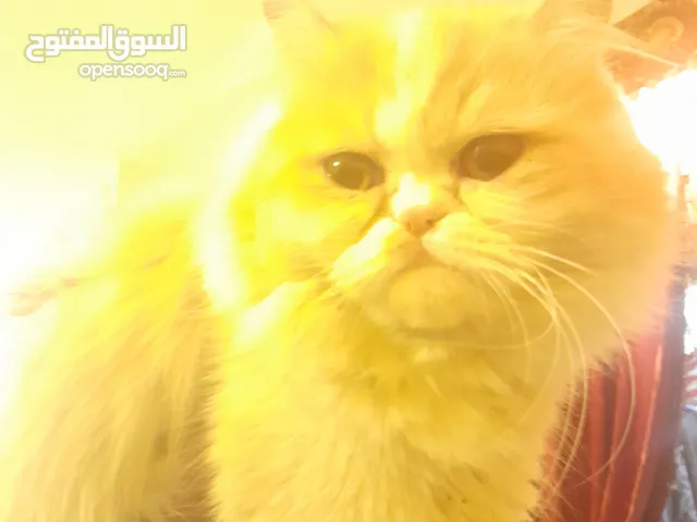 قطه هملايا للبيع