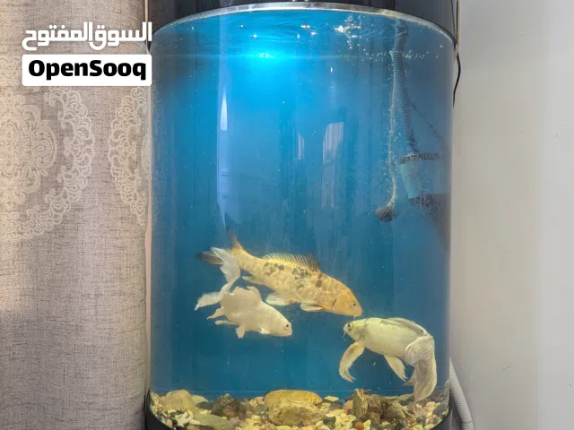 Large size fish tank