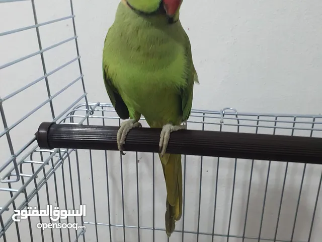 ببغاء درة هندي ذكرأليف بحكي مع قفص كاسكو جديد.