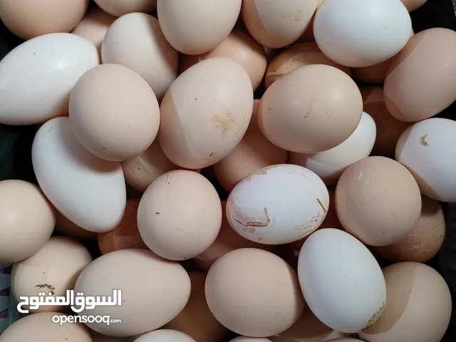 بيض دجاج عرب للبيع طبقتين