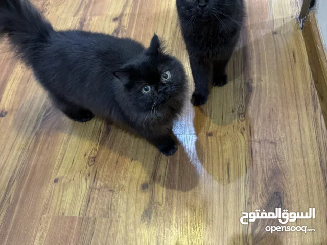 قطط شيرازي مع مسلتزماتهم