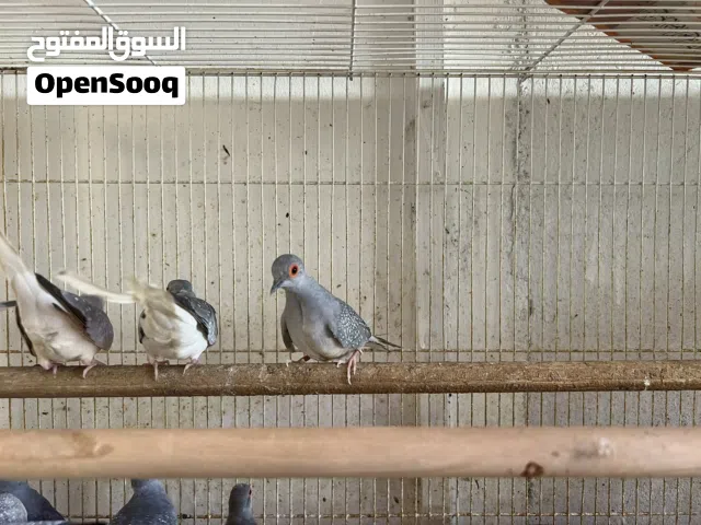 زيبرا - حمام صيني - روز