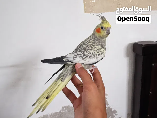 ببغاء كوكتيل امروض فل ياكل بروحه