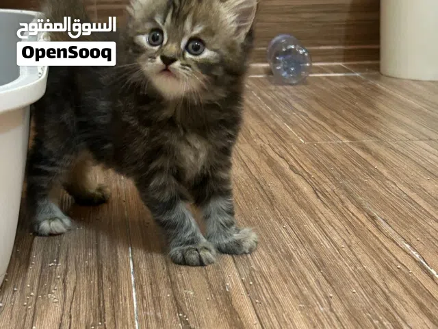 قطط تركية كتنز للبيع