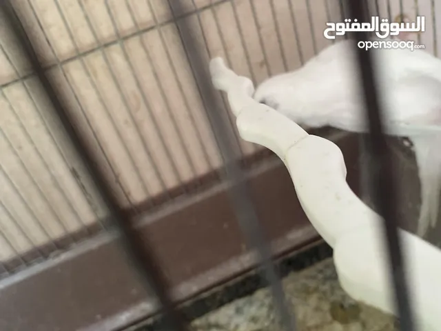 جوز حب اقراء الوصف