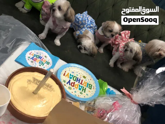 كلاب شيتزو لتبني مع دفاتر التطعيم