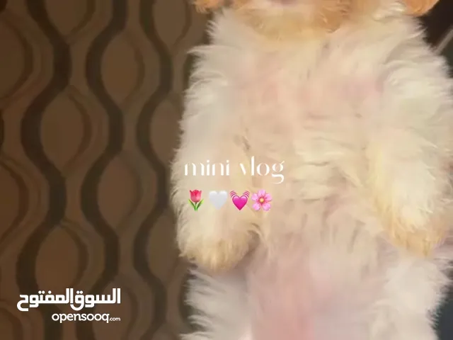 كلاب شيتزو قمرات للبيع