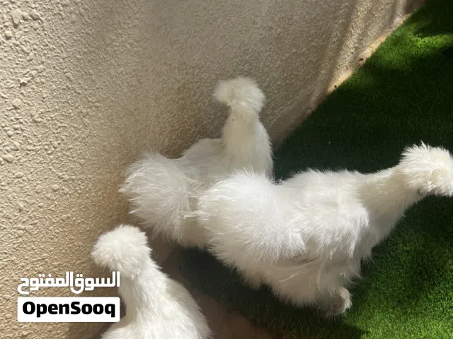 دجاج سلكي القطني وجبنيز