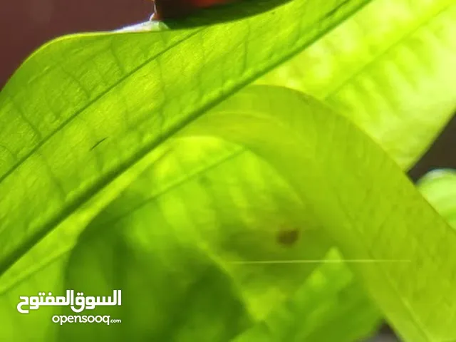 حلزون مائي جاء من فرنسا مفيد جدا 3 1مجاني