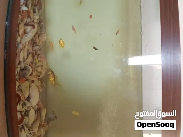 حوض سمك للبيع مع السمك