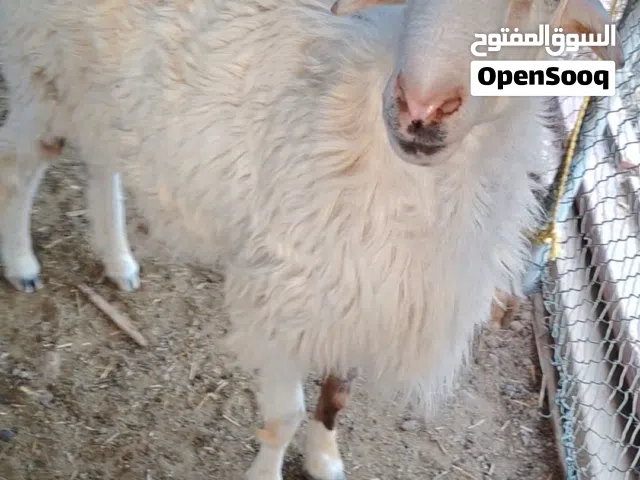 للبيع كبش عماني