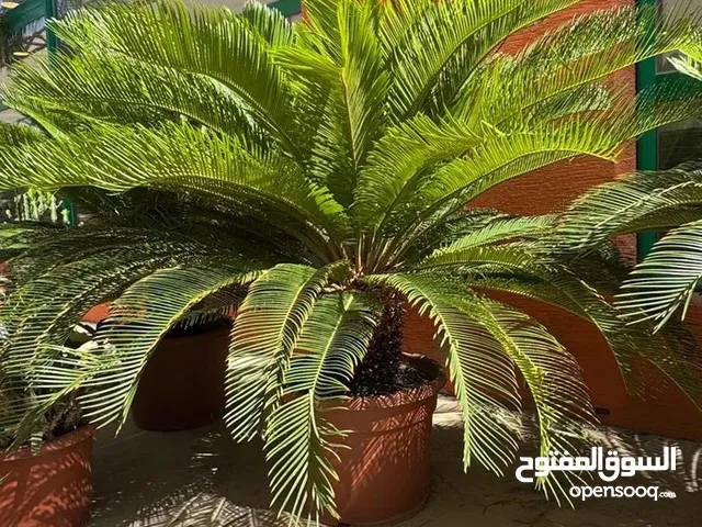 نخيل سايكس
