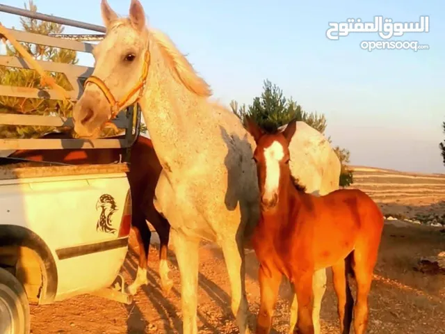 ماء شاء الله
