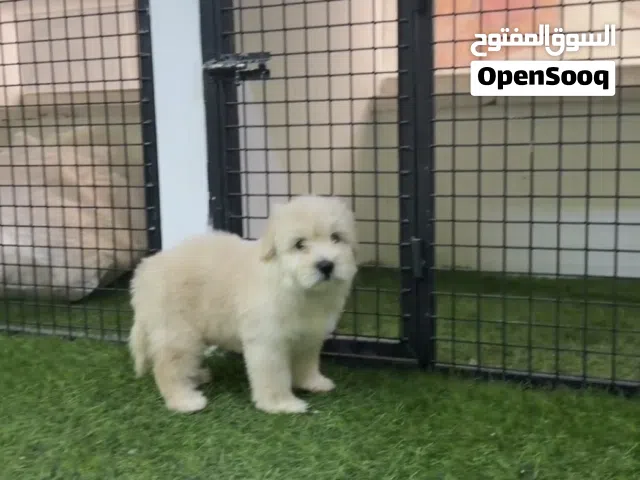 العمر 3 اشهر