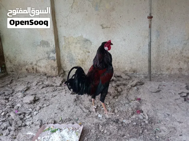 ديج عربي نضيف جدا وعالي