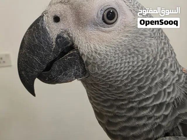 ببغاء كاسكو صغير محلق