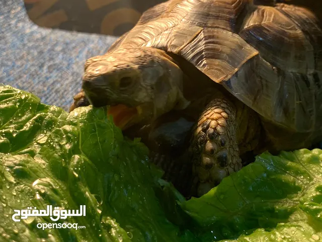 FREE Russian Tortoise to a Good Home (Strict Conditions) Adoption in Kuwait