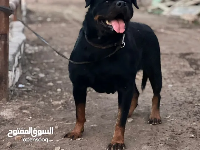 الروت وايلر