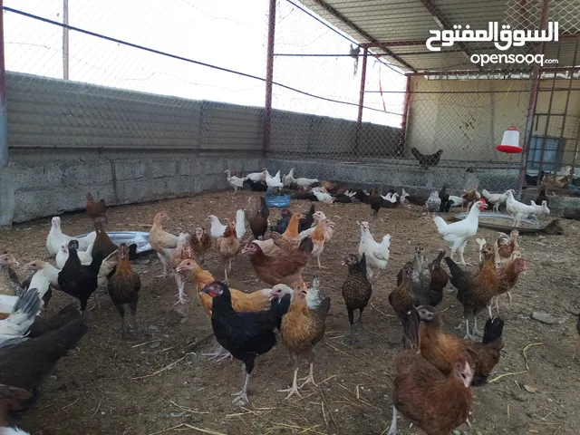 البيع دجاج عمانى  بى ريال وشى ريال ونص