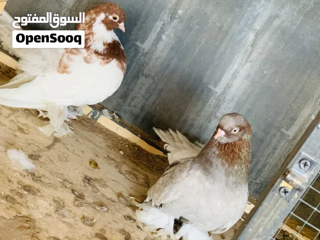 كوبيه روسي للبيع