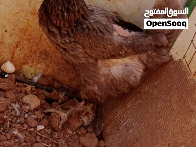 5 جاجات وديك براهمي