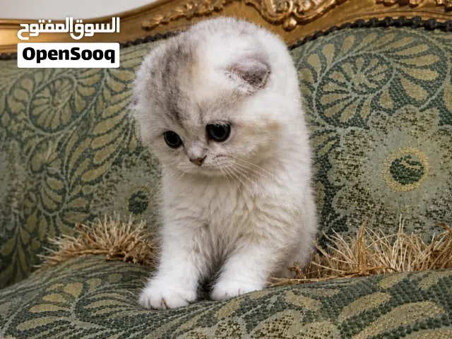 سكوتش فولد سلفر