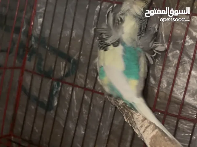 دكر استرالي باندد فلل مستوي عالي