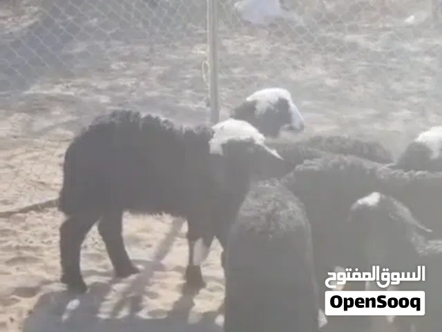 11 رأس 7كباشه و4حمالات/سمنه طيبه ماشاء الله