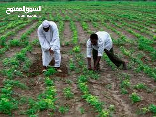 مزارع سوداني ابحث عن عمل
