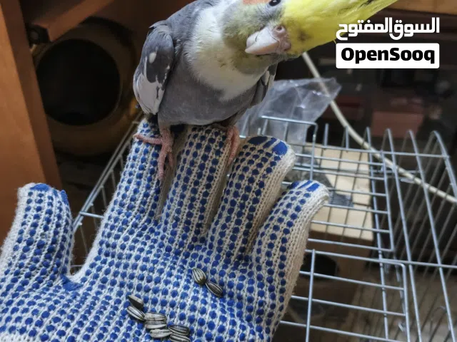 جوز كوكتيل انثى لاتينو ذكر حبشي