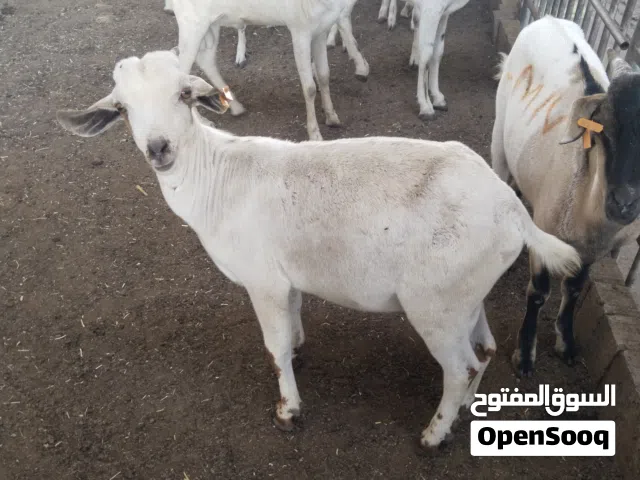 goats sheep all category available