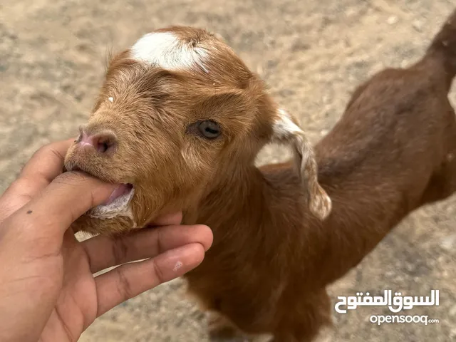 تيس جامودي وكبش يرضعن وياكلن