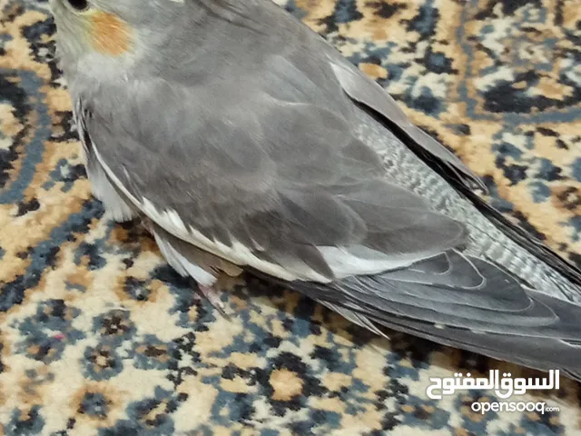 ببغاء كوكتيل حبشي مع قفص كبير
