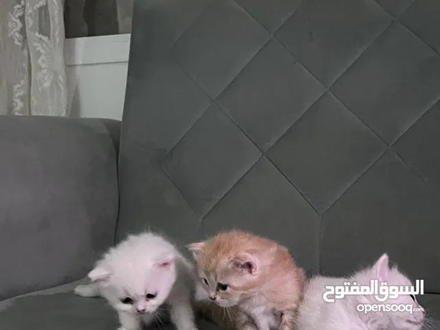 ثلاث قطط العمر شهر