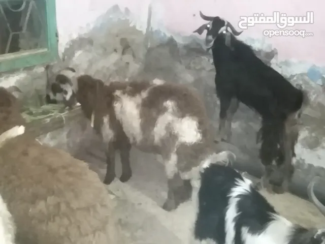 غنم برقي وغنم بلدي