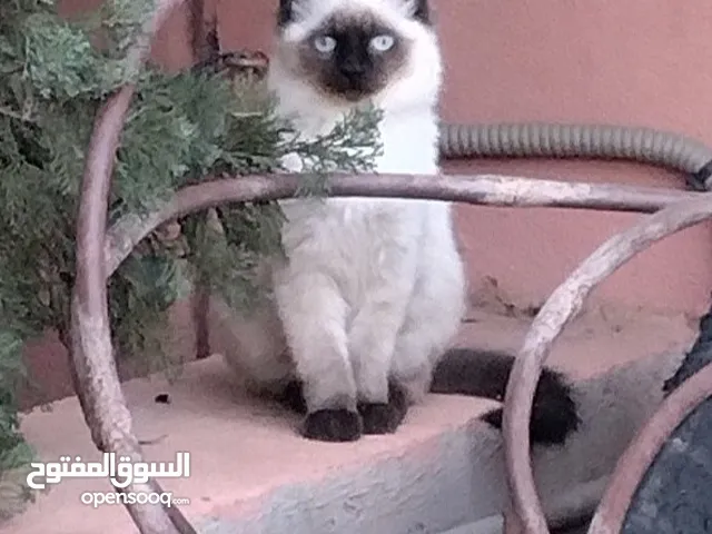 قط راغدول للتبني