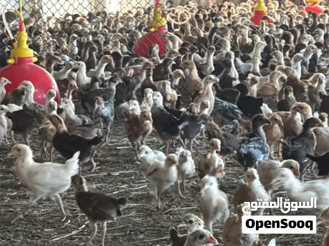 دجاج محلي عمر شهر ونص السعر 500