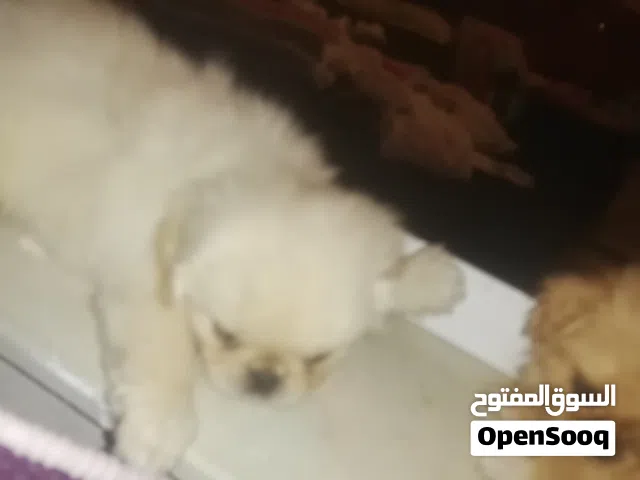 Chien piki noir et blanc