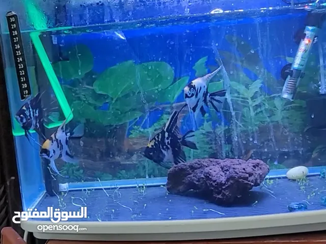 عررىطه 3 ازواج انجل متزاوجه ومنتجه ومضمونه سعر الزوج
