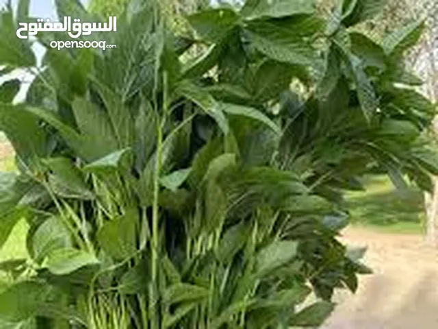 ملووووخيه ملوخيه ملوخيه مغسله ومنقبه