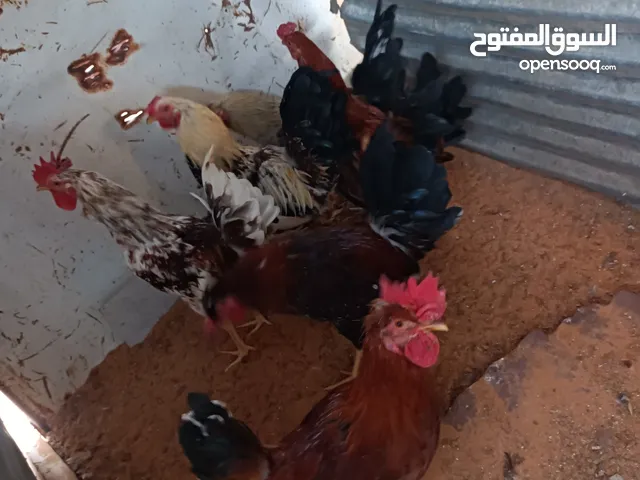 فراريج للبيع