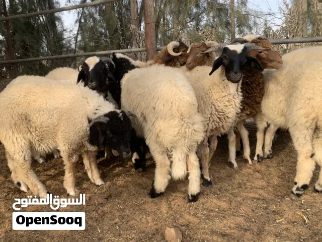 السلام عليكم خرفان للبيع