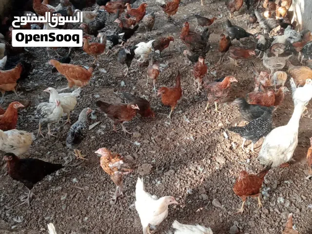 دواجن وبيض دار