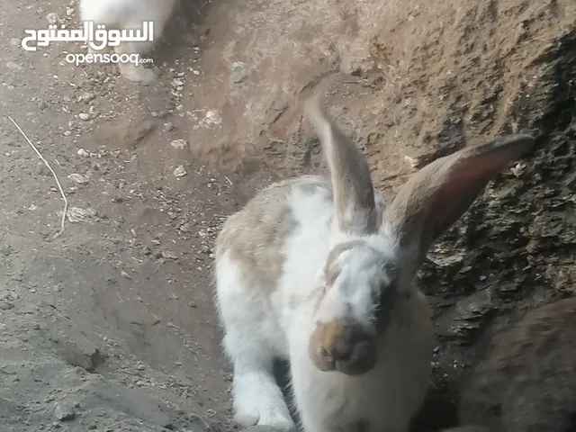 أرانب ألماني