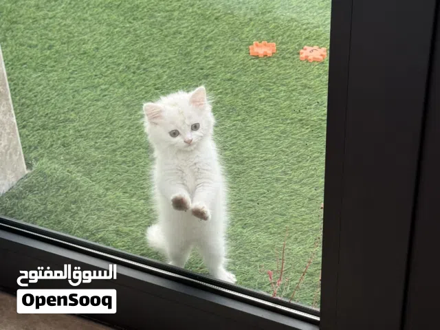 قطه للبيع