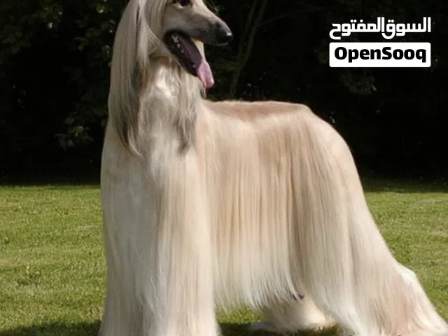 افغان هاوند العمر شهر