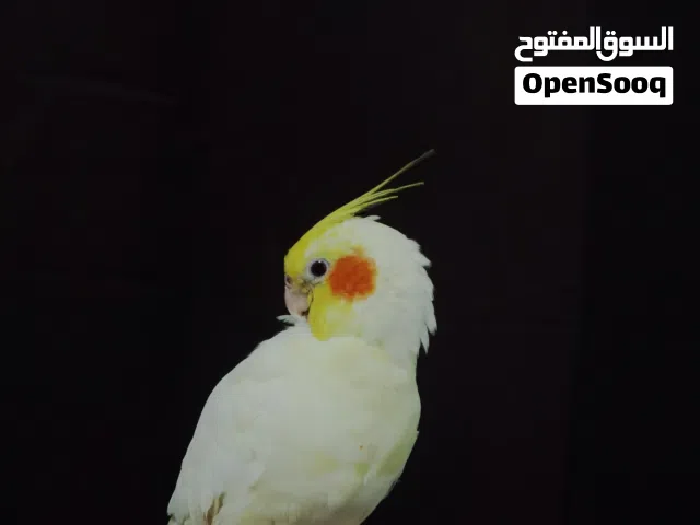 Cockatiel hand raised