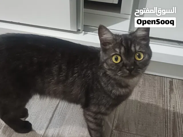 قطه للتبني بعمر 9 اشهر تقريبا
